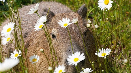 Animal Park Stagione 22