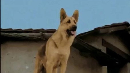 Rin Tin Tin Stagione 1