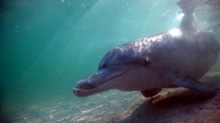 The Dolphins of Shark Bay (2010) - Episode 6 poster and promotional image