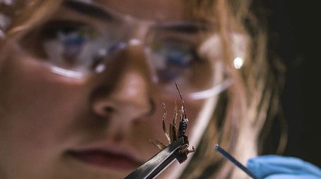 True Bugs (2023) - Episode 8 poster and promotional image