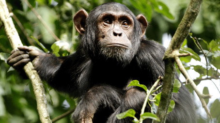 Wild Congo Sezóna 1