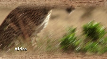 Chilled-Out Cheetahs (2023) - Episode 8 poster and promotional image