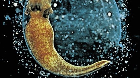 Genesis (2004) poster