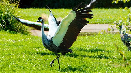 Animal Park Stagione 22