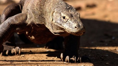 Komodo - Secrets of the Dragon (2011) - Episode 4 poster and promotional image