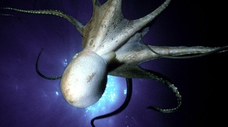 The Octopus Show (2000) - Episode 2 poster and promotional image
