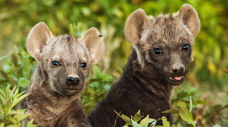 Animals Behaving Badly Sezóna 1