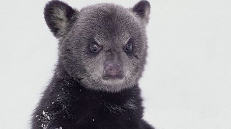 Bearwalker of the Northwoods (2009) - Episode 1 poster and promotional image