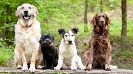 Dog Tales (2020) - Episode 2 poster and promotional image