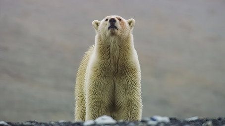 Frozen Planet II Сезон 1