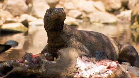 72 Dangerous Animals: Asia Сезон 1