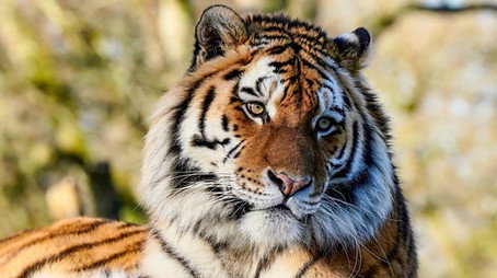 Animal Park Stagione 22