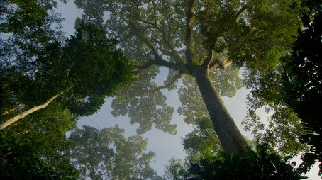 Rooted Сезон 2