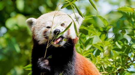 Animal Park Stagione 20