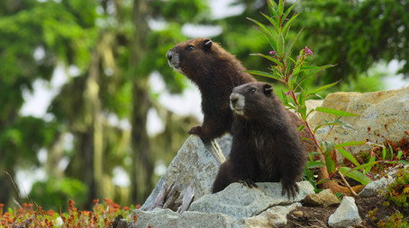 Island of the Sea Wolves Сезон 1