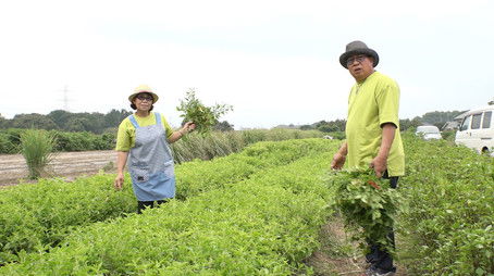 Coriander Farmers in Pursuit of Happiness (2020) - Episode 20 poster and promotional image