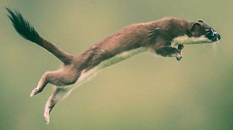 Weasels:  Feisty and Fearless (2019) - Episode 4 poster and promotional image