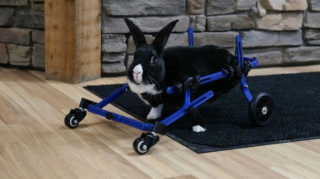 Yappy Birthday! (2020) - Episode 6 poster and promotional image