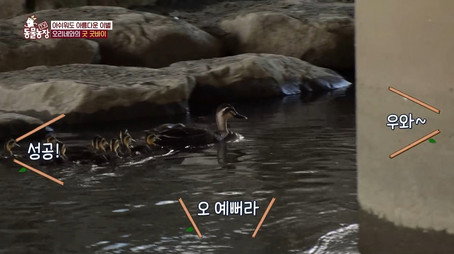 TV 동물농장 Сезон 1
