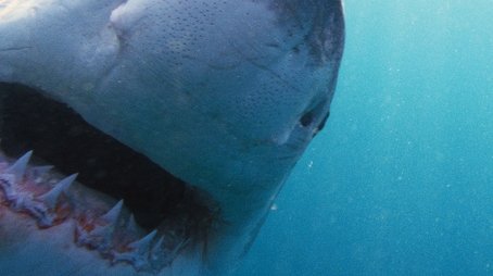 Why Sharks Attack (2014) - Episode 20 poster and promotional image