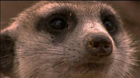 Ella: A Meerkat's Tale (2005) - Episode 8 poster and promotional image