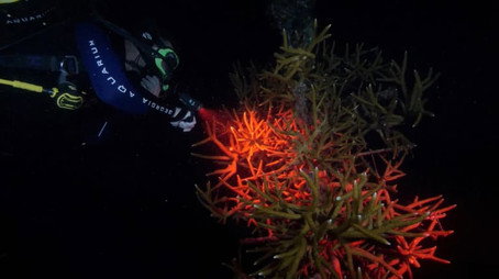 The Aquarium Stagione 2