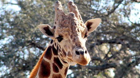 Secrets of the Zoo: Tampa Stagione 3