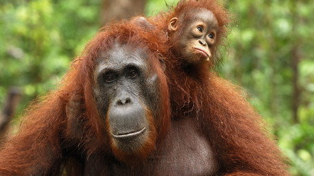 David Attenborough's Natural Curiosities Сезон 3