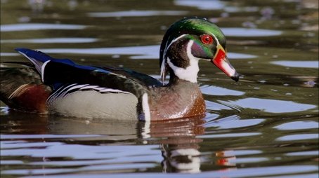 An Original DUCKumentary (2012) - Episode 4 poster and promotional image