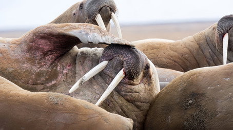 Frozen Planet II Сезон 1