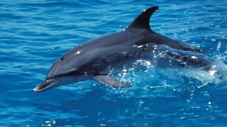 The Dolphin Defender (2005) - Episode 13 poster and promotional image