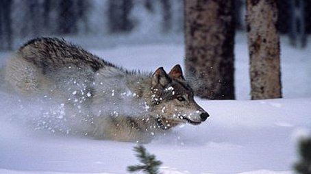 The Wolf's Return (2000) - Episode 11 poster and promotional image
