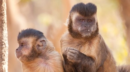 Nature's Perfect Partners (2016) - Episode 15 poster and promotional image