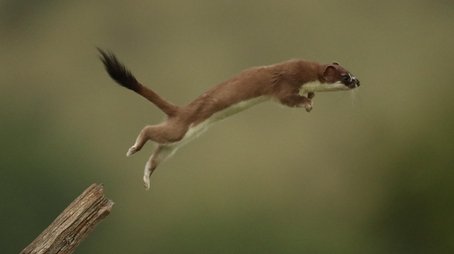 The Mighty Weasel (2020) - Episode 12 poster and promotional image