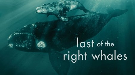 Last of the Right Whales (2023) - Episode 1 poster and promotional image