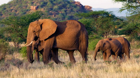 This Wild Life Stagione 1