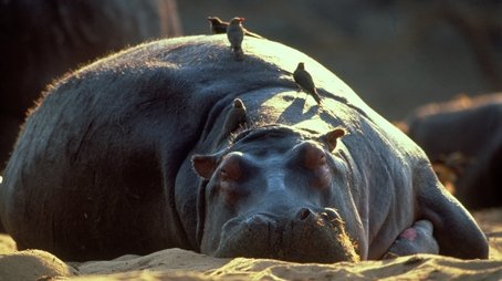 Hippo Beach (2003) - Episode 1 poster and promotional image