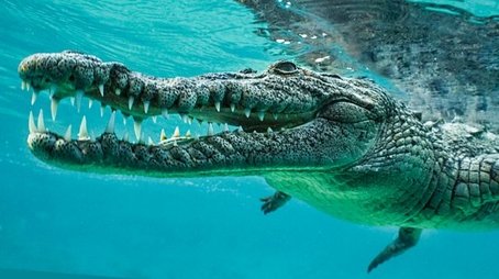 Wild Cuba: A Caribbean Journey (1) (2020) - Episode 7 poster and promotional image