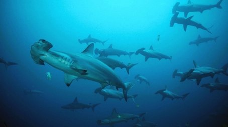 Shark Mountain (2004) - Episode 2 poster and promotional image