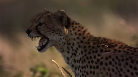 Creative Killers Stagione 1