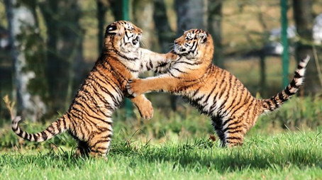 Animal Park Stagione 22