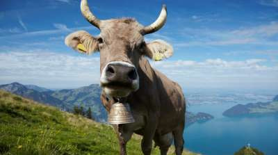 Tractors, Cow Bells, Street Lights (2019) - Episode 9 poster and promotional image