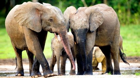 Forest Elephants - Rumbles in the Jungle (2010) - Episode 14 poster and promotional image