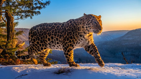 Frozen Planet II Сезон 1
