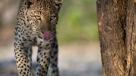Big Cats, Small World: Outlanders (2025) - Episode 7 poster and promotional image