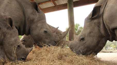 Secrets of the Zoo: Tampa Stagione 4