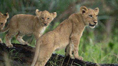 Big Cats, Small World: Landlords (2025) - Episode 6 poster and promotional image