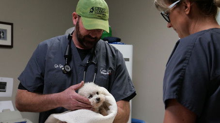 All in the Farm-ily (2020) - Episode 8 poster and promotional image