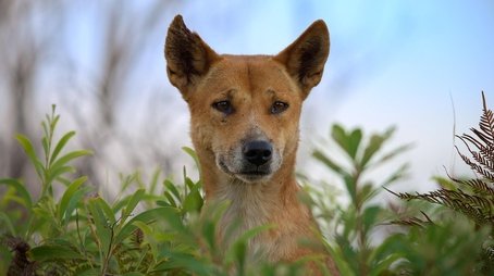 Dogs in the Wild: Meet the Family (2023) - Episode 7 poster and promotional image