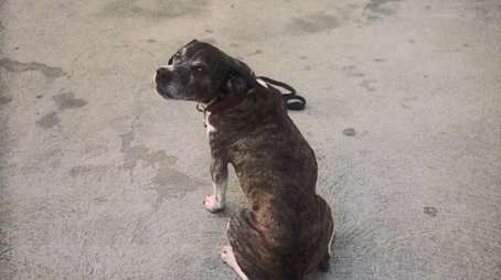 The Ugliest Dog in Hawaii (1981) - Episode 8 poster and promotional image